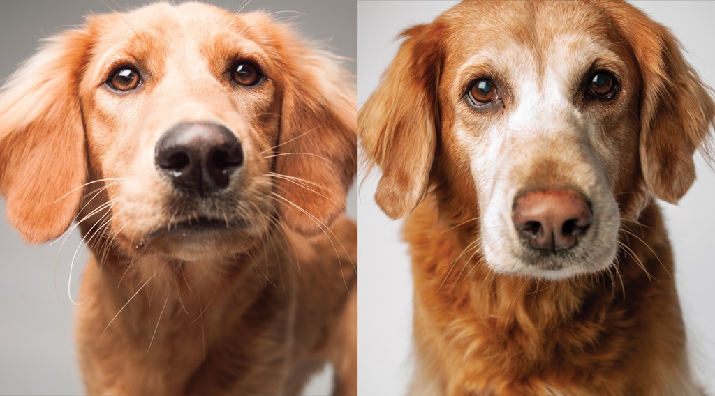Two pictures of the same dog taken years apart to illustrate dog aging