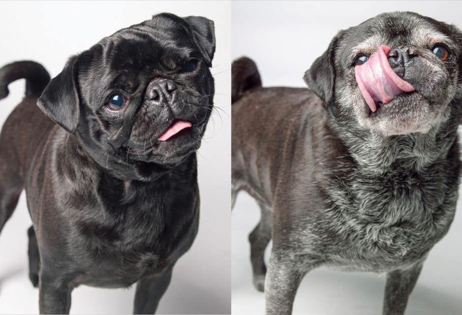 Two pictures of the same pug taken years apart to illustrate dog aging