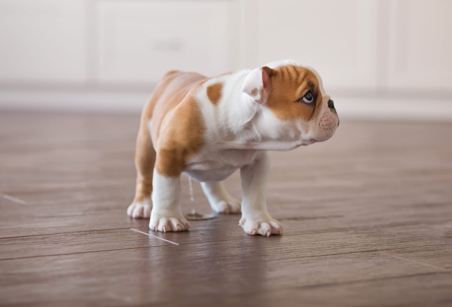 puppy peeing indoors