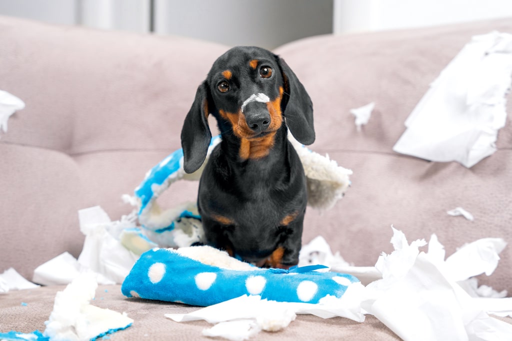 dachshund dog on couch surrounded by mess, dog destroying blankets