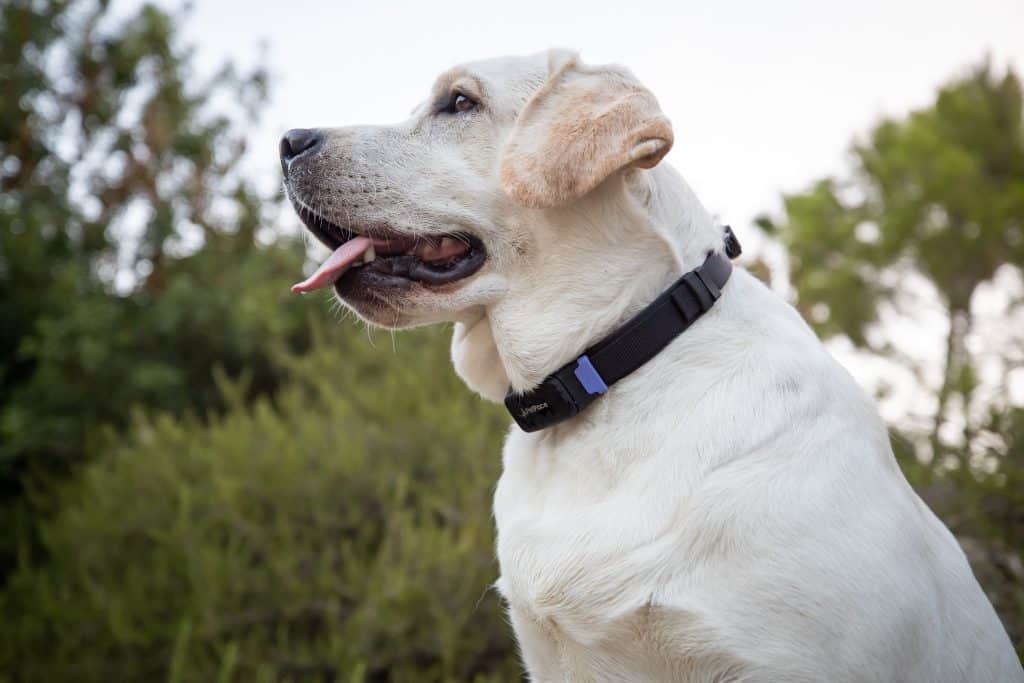 N1I2996 The 12 Best Smart Gadgets for Dogs and Dog Lovers | Modern Dog Magazine