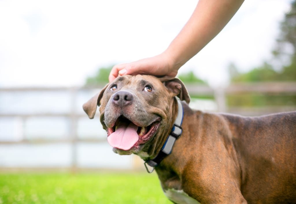 Foster dog looking lovingly up at person petting them