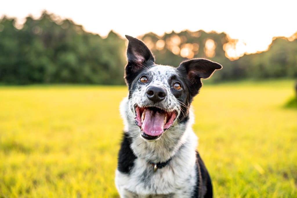 Dog smiling sitting in a sunny field