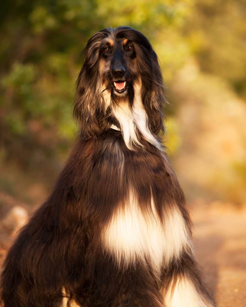 Elegnat black and cream afghan hound