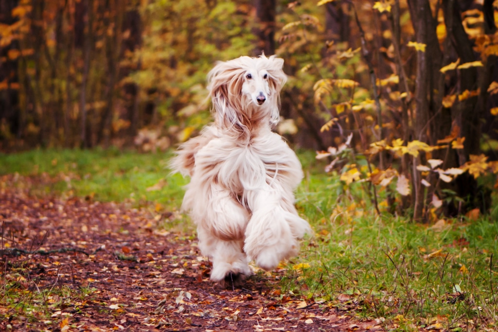 Afghan hound running through the woods