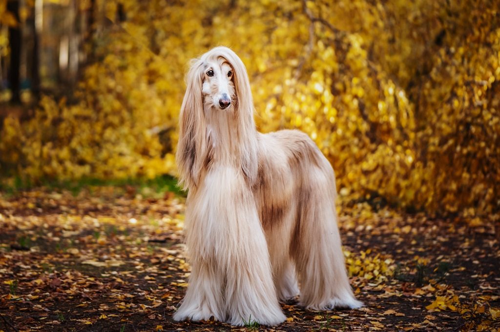 Dog Gorgeous Afghan Hound