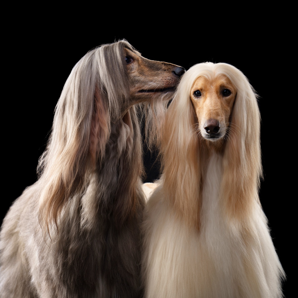 two Afghan Hounds