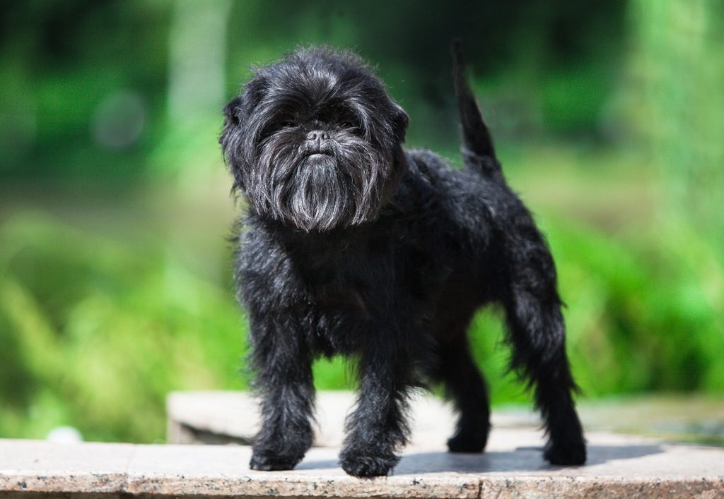 Affenpinscher dog