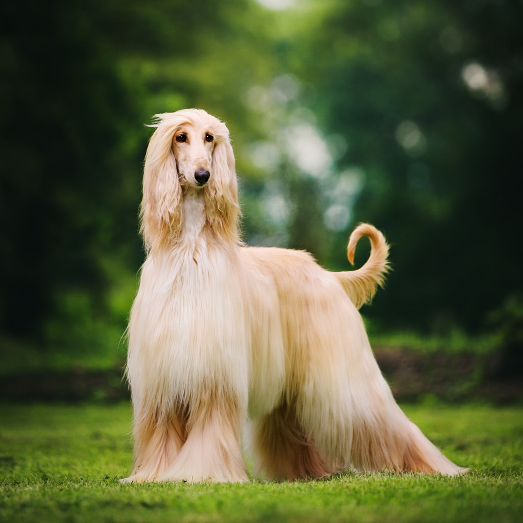 Elegant afghan hound