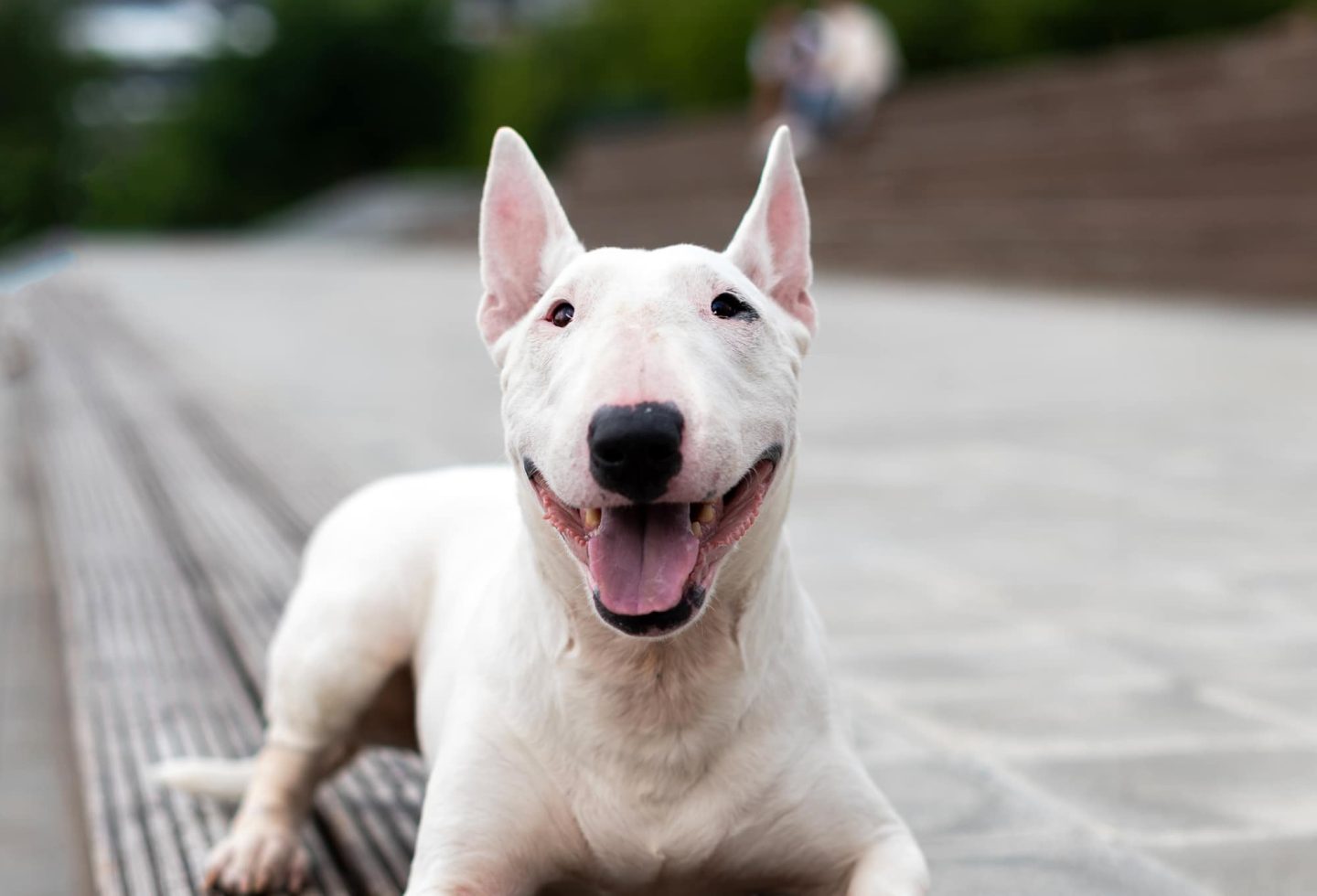 Bull Terrier outside smiling