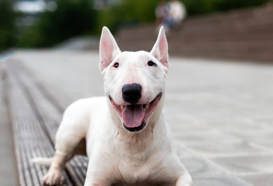 Bull Terrier outside smiling