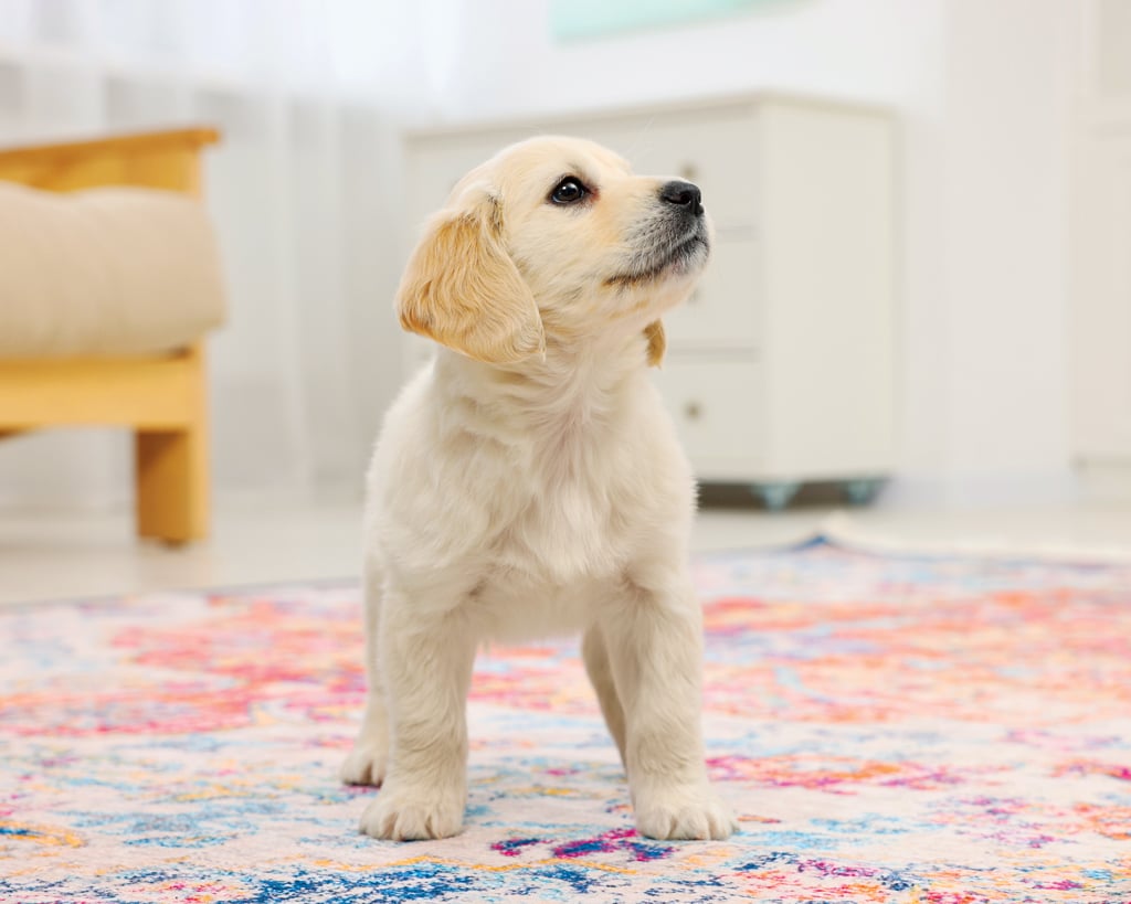 Labrador Retriever puppy