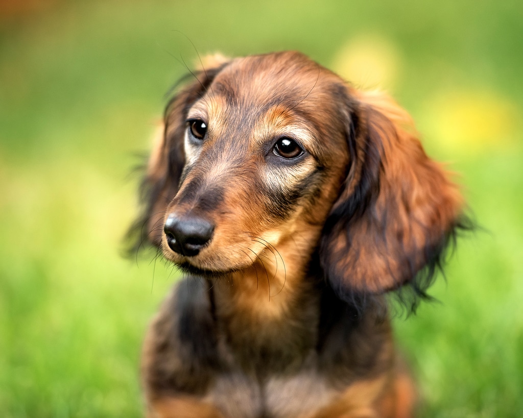 Dachshund puppy