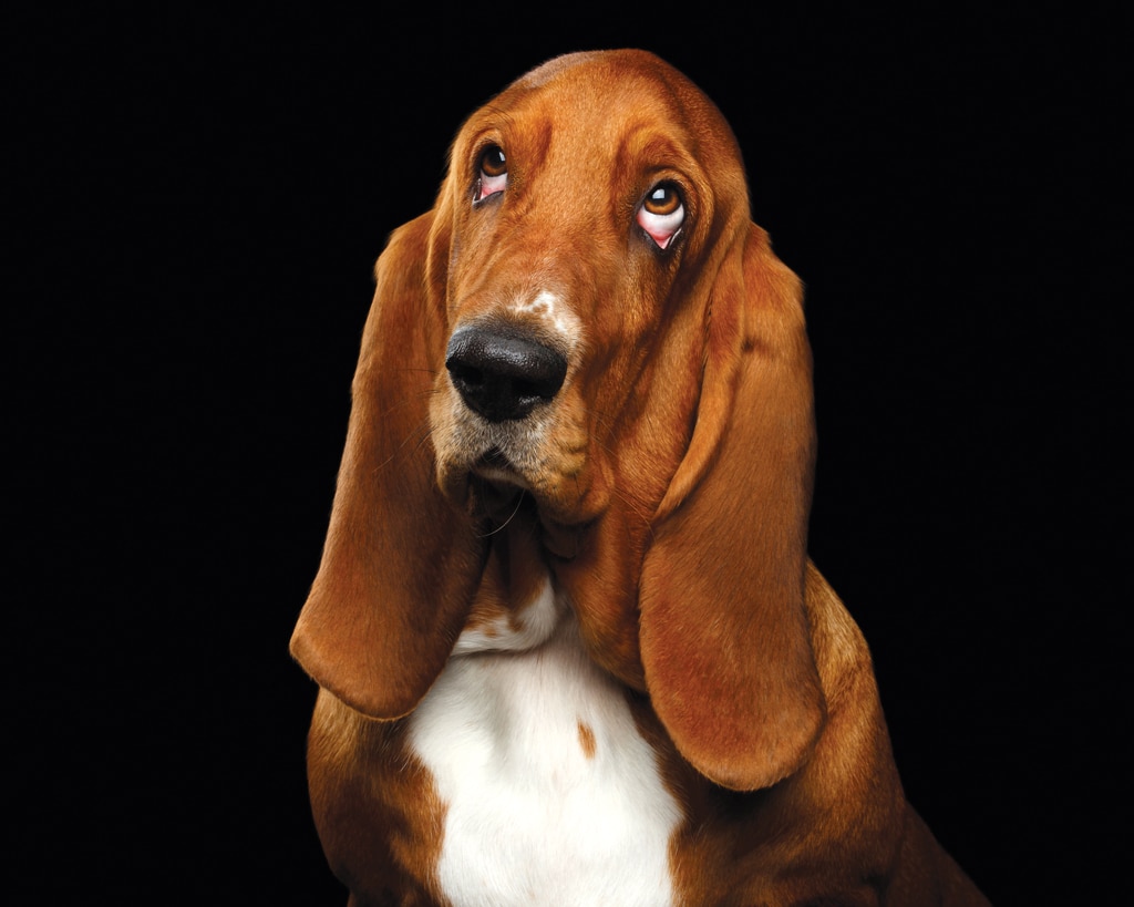 bassett hound