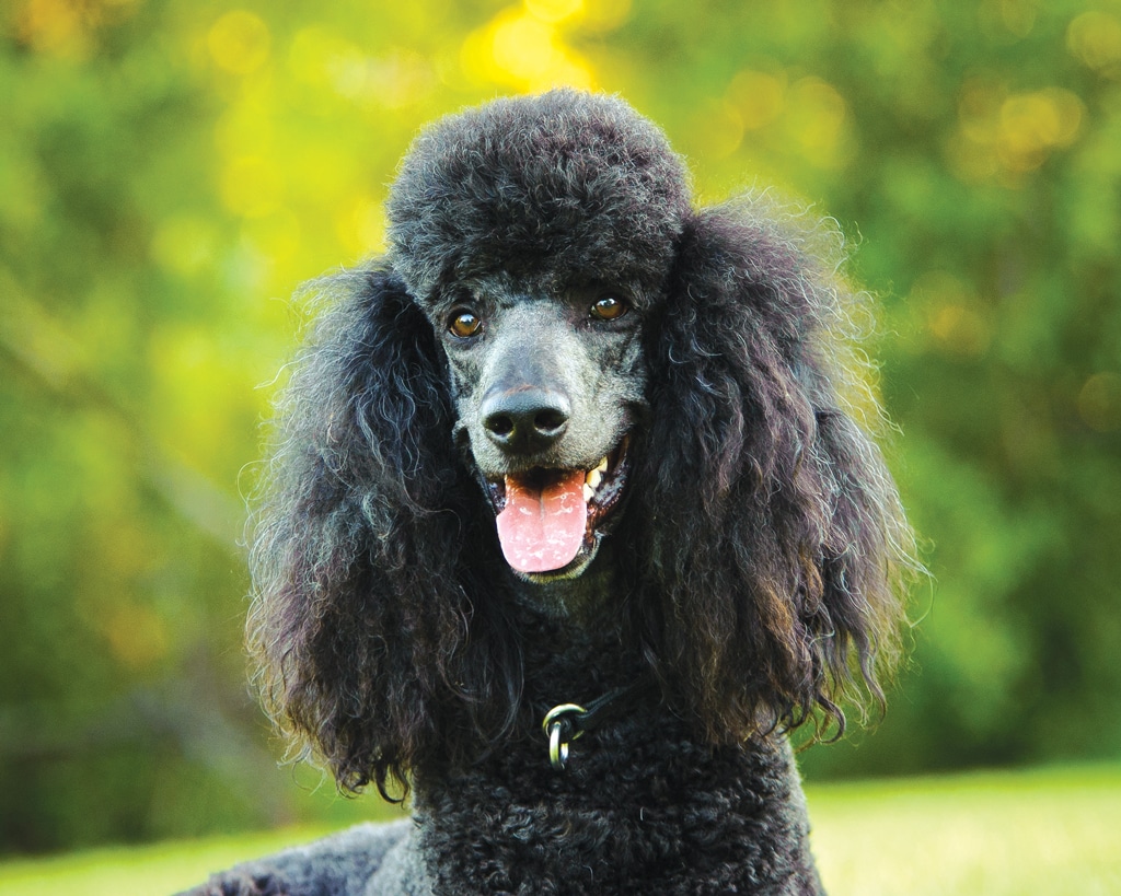 black poodle