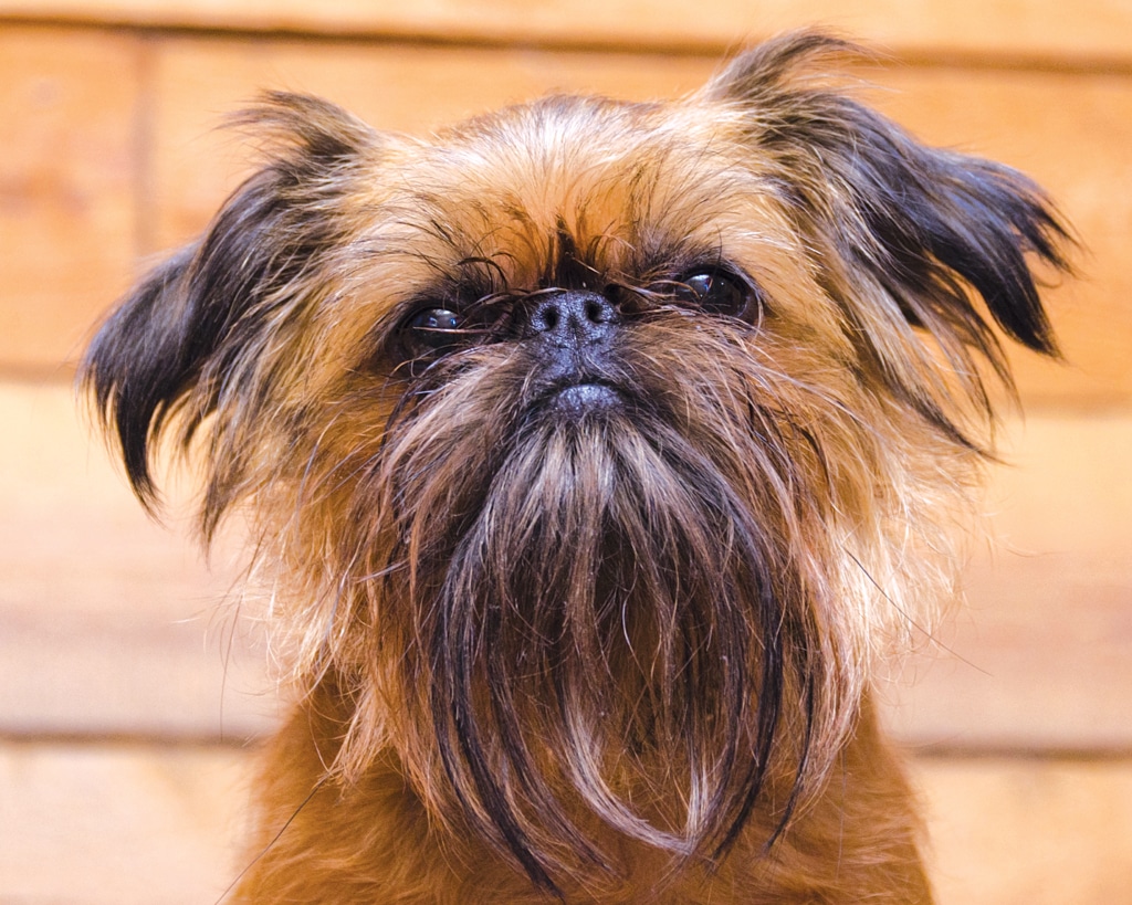 brussels griffon