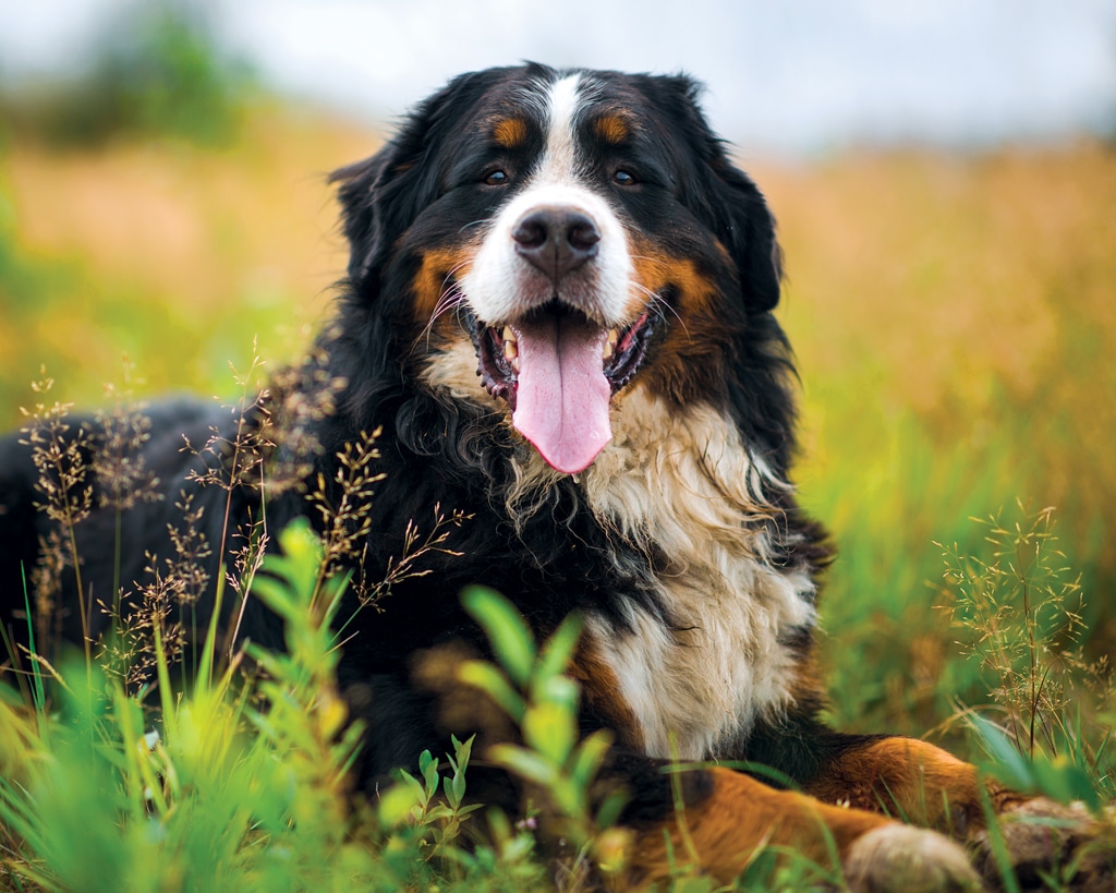 Bernese mountain dog