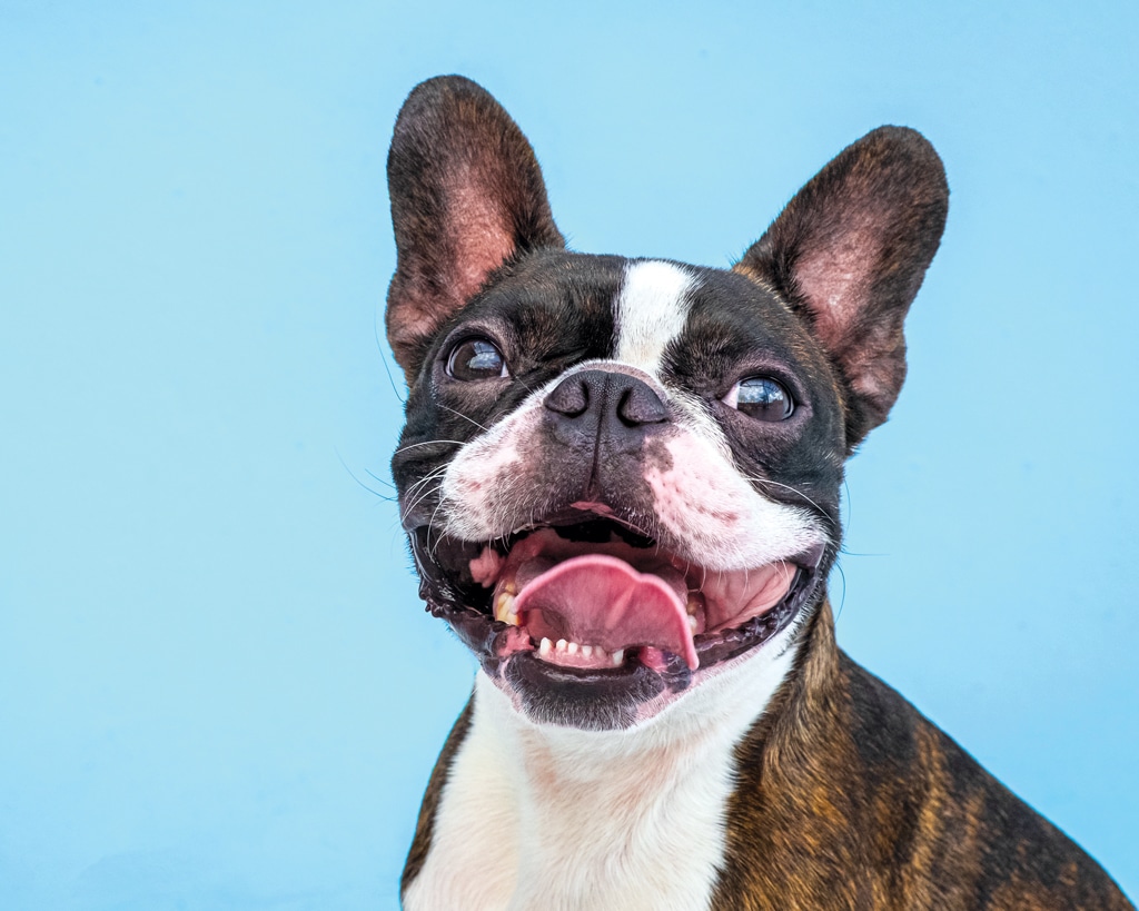 boston terrier