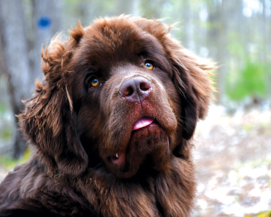 Newfoundland dog