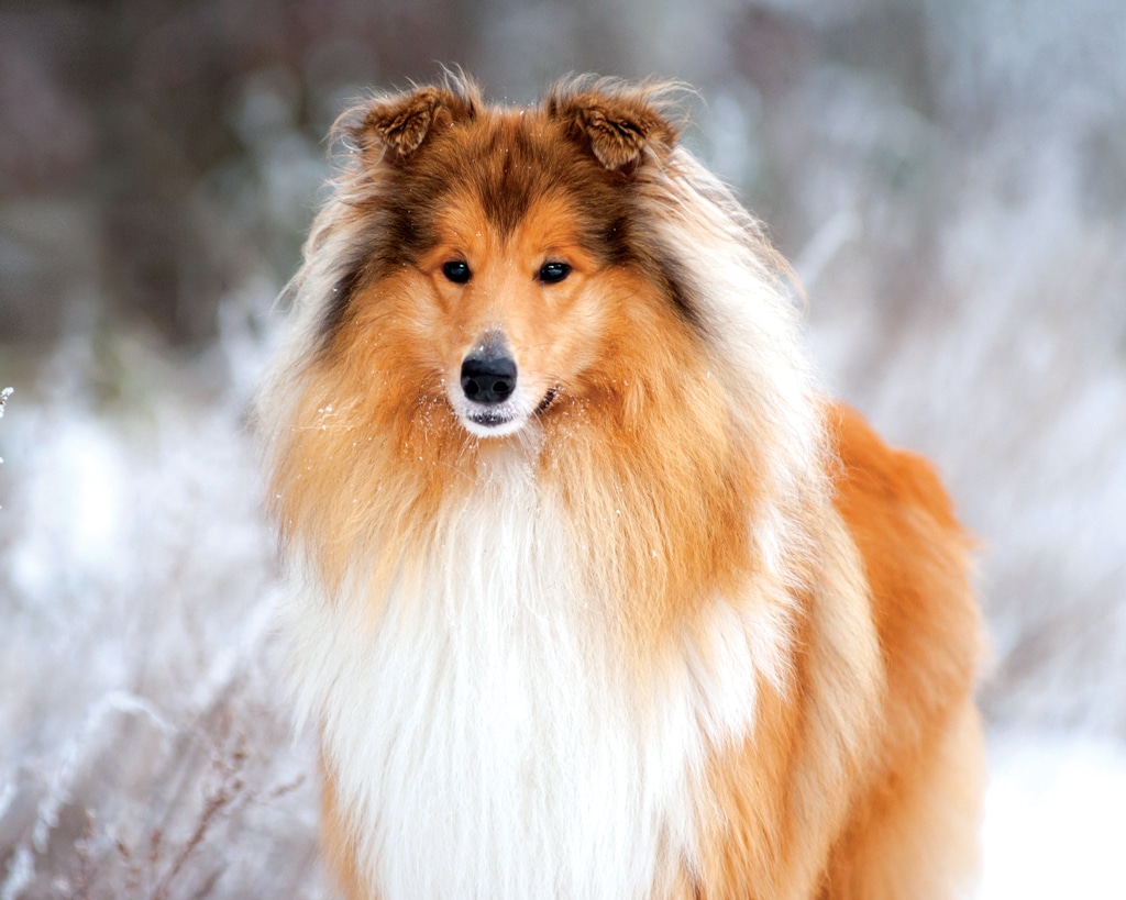 beautiful Collie in the snow