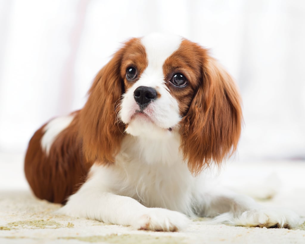 Cavalier king charles spaniel puppy