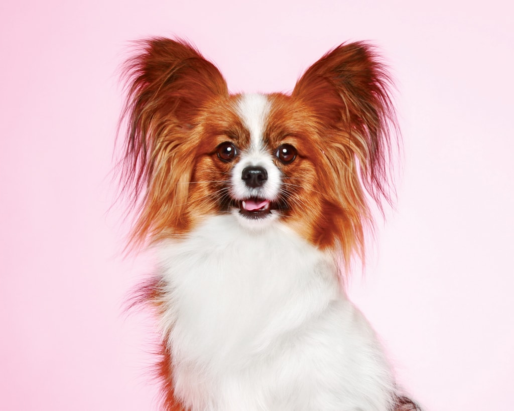 Papillon dog