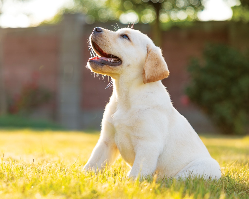 labrador retriever puppy