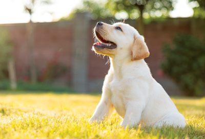 labrador retriever puppy