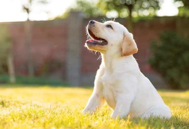 labrador retriever puppy