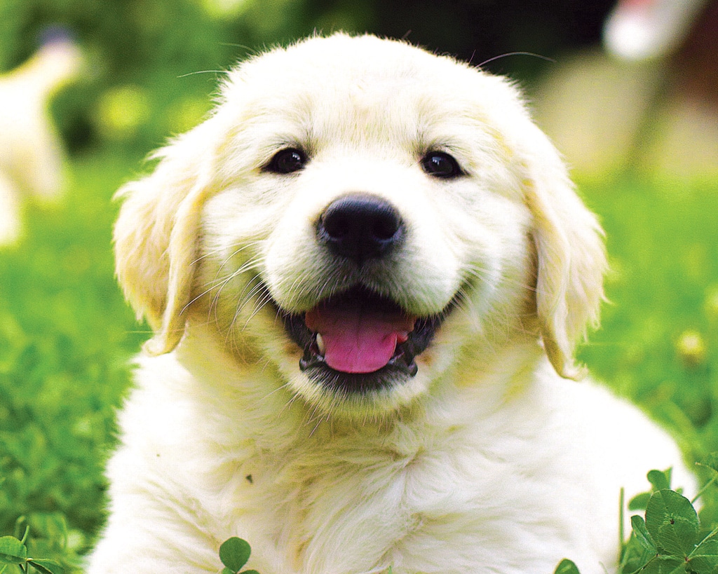 Golden retriever puppy