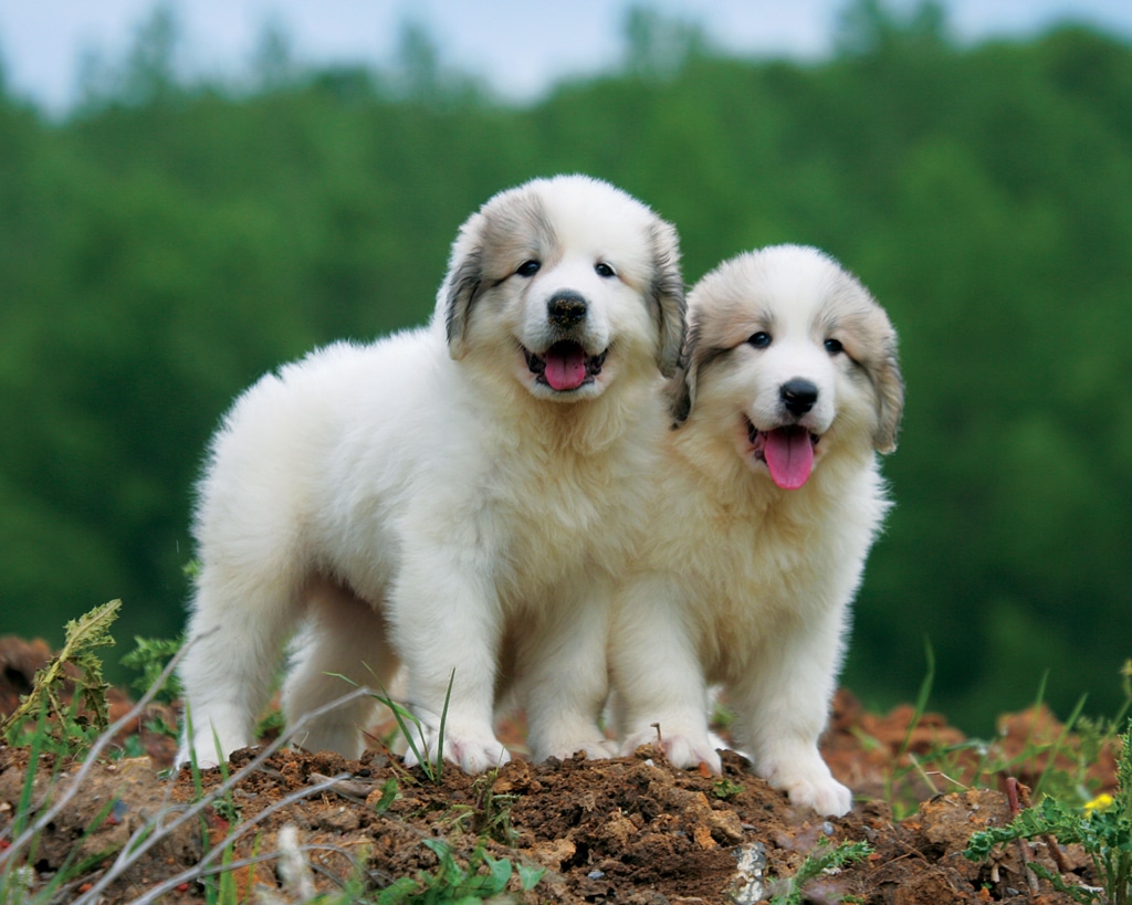 great pyrenees puppies