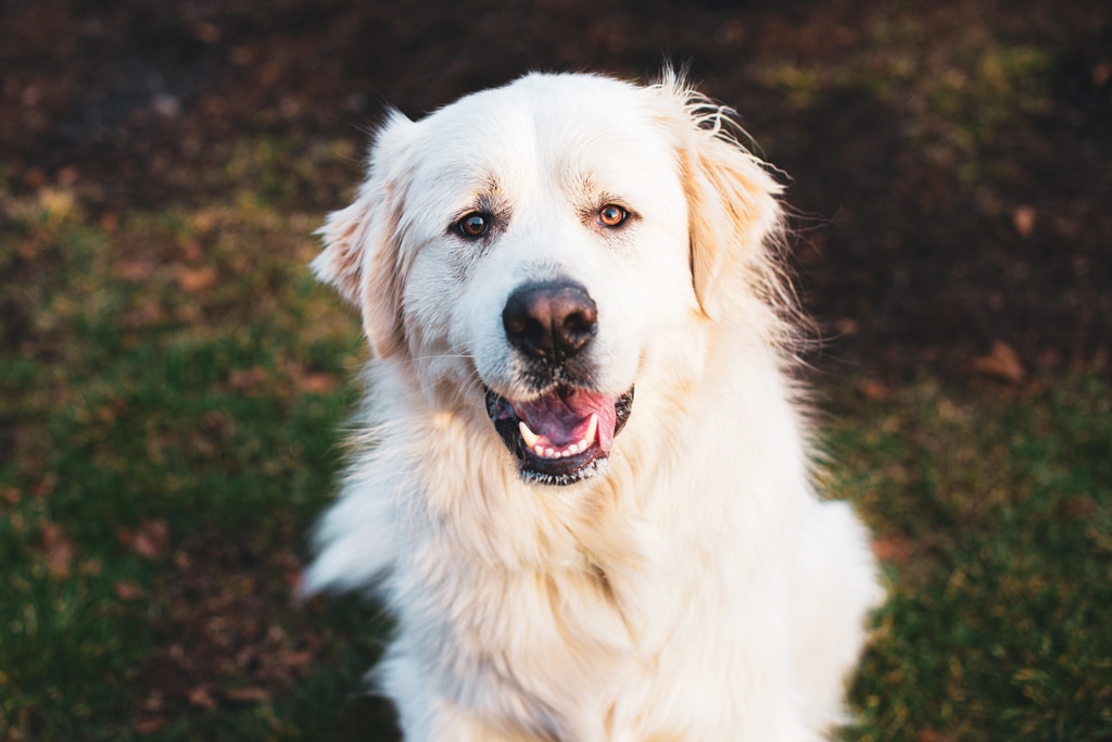 Great Pyrenees