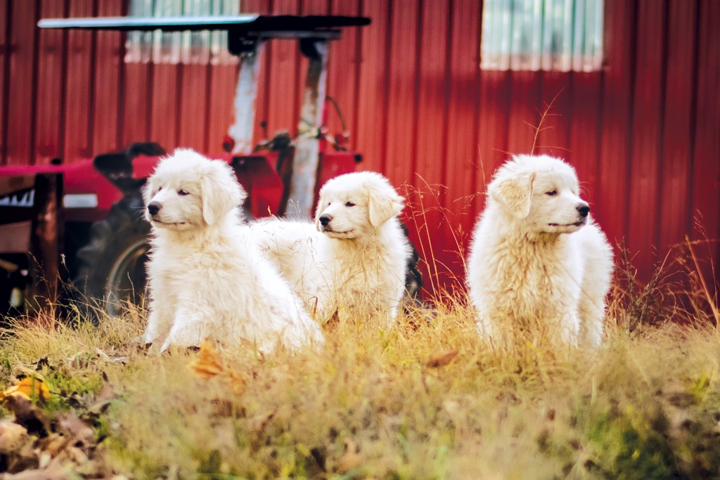 great pyrenees puppies