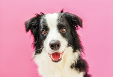 border collie