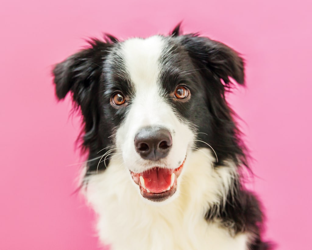 border collie