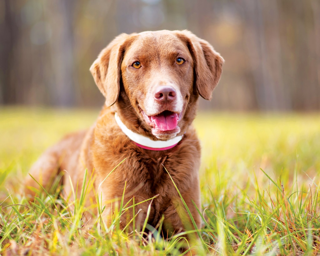 chesapeake bay retriever