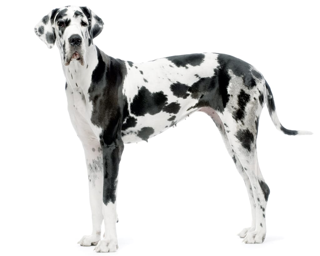 great dane