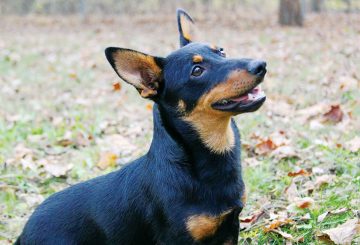 Lancashire Heeler