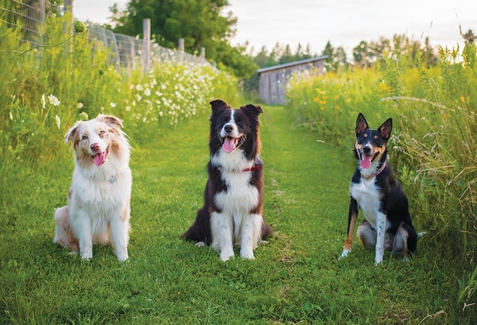 Three dogs in a beautiful backyard