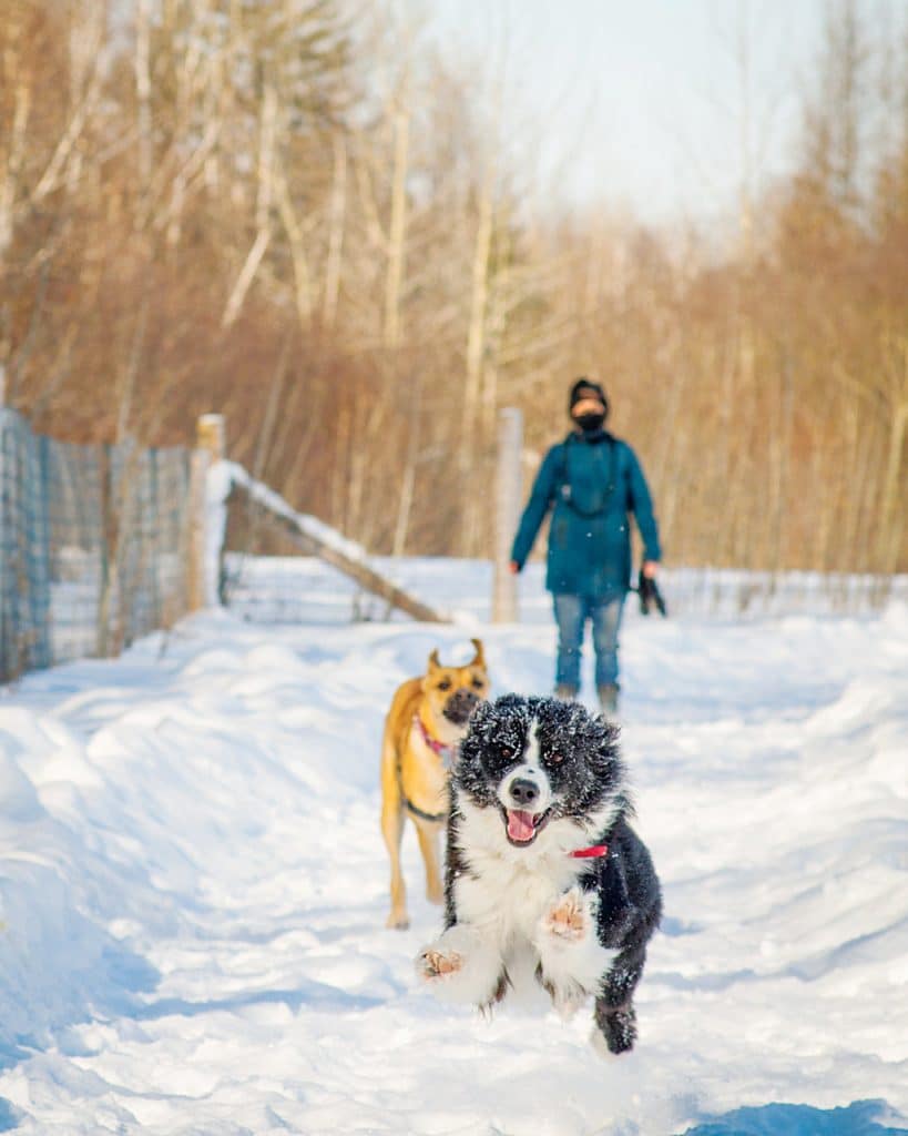 Kemptville Farm Dogs