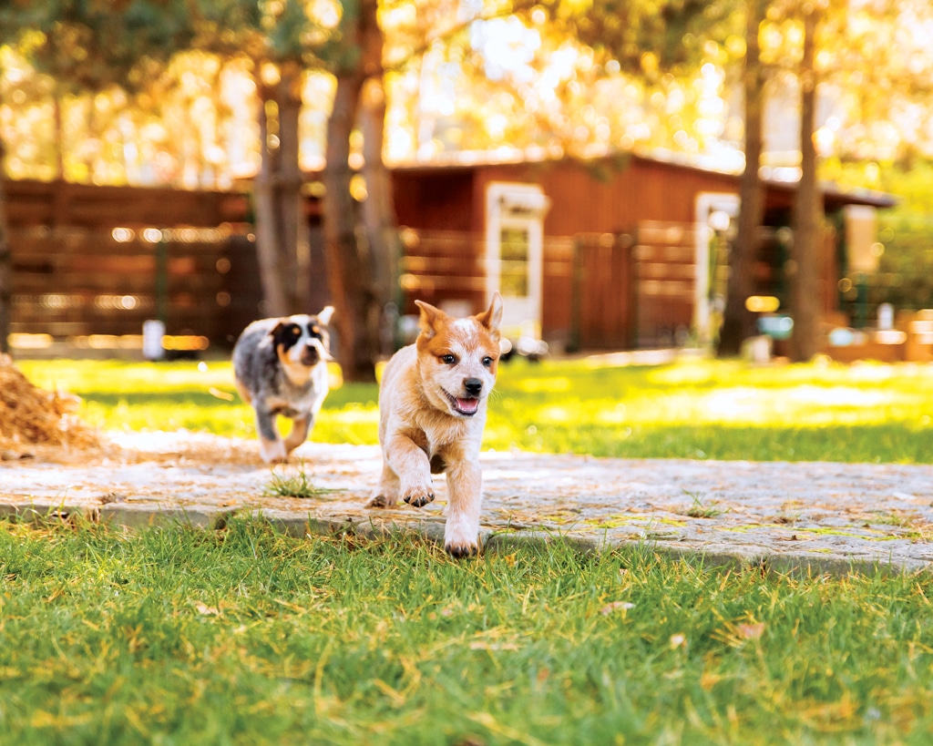 Puppies running in a backyard