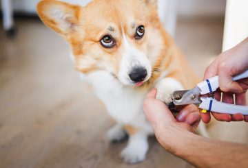 Corgi having his nails trimmed