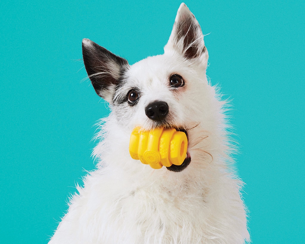 Dog with puzzle treat toy