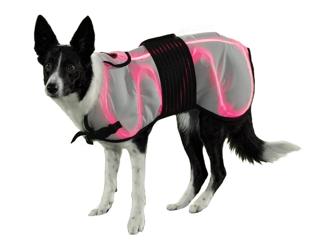 Dog with light therapy vest