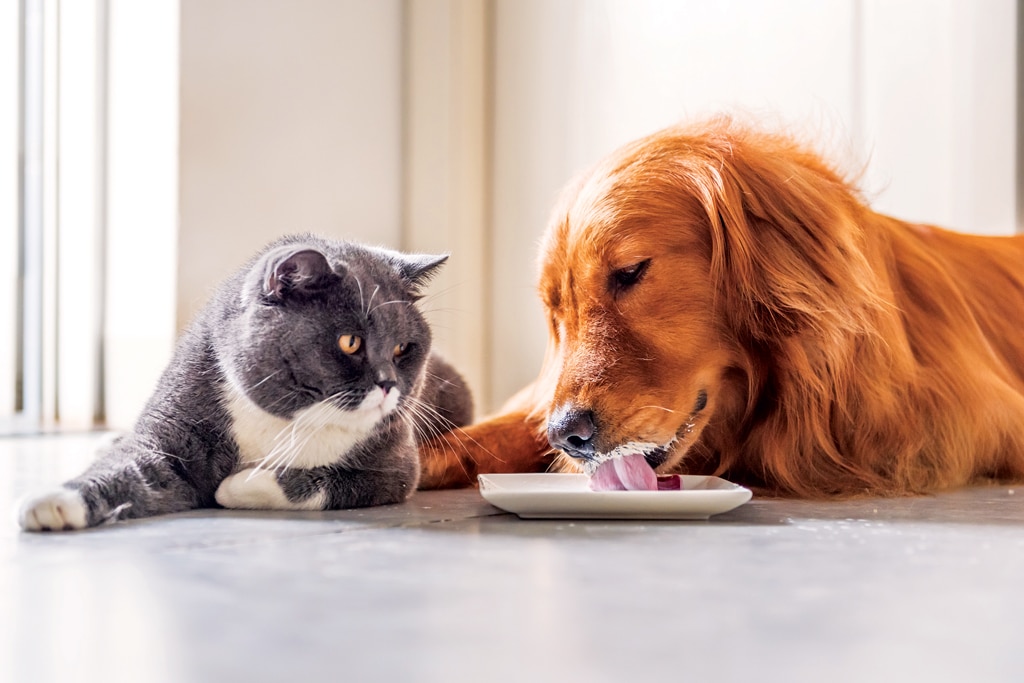 Cat and dog eating together