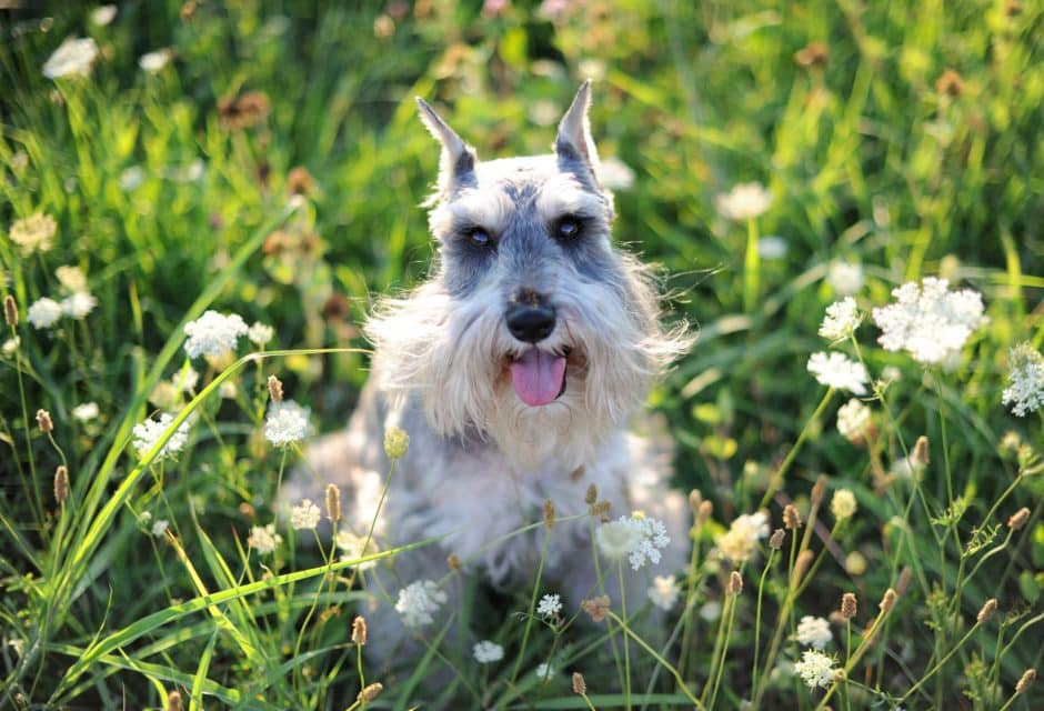 Miniature Schnauzer