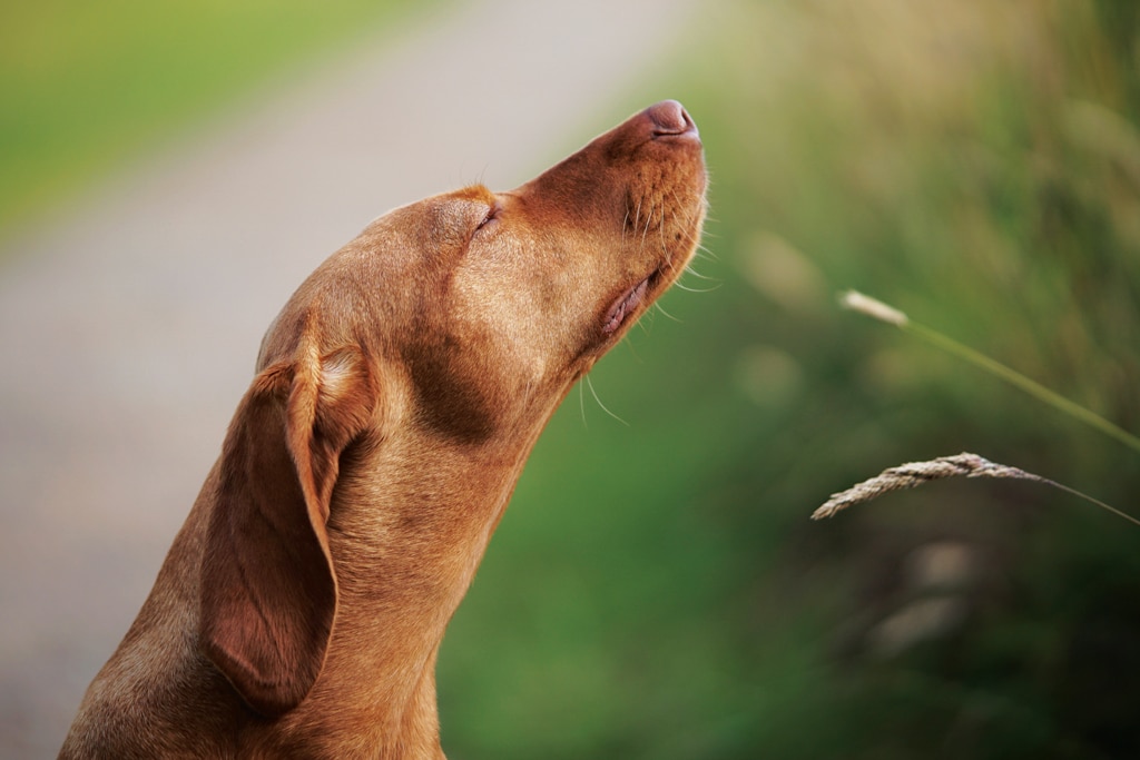 dog sniffing the air