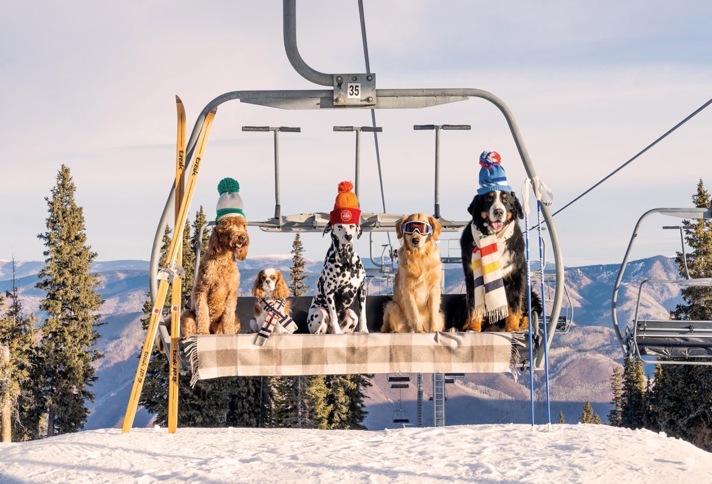 Gray Malin Chairlift Pups