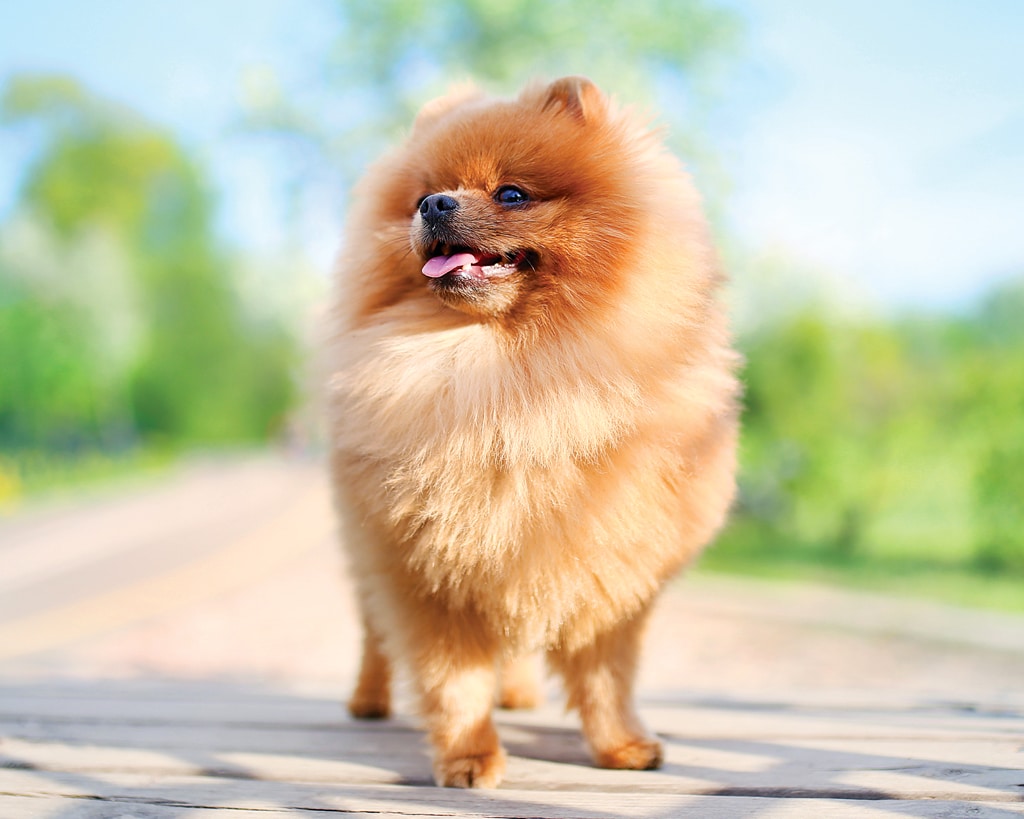 Pomeranian