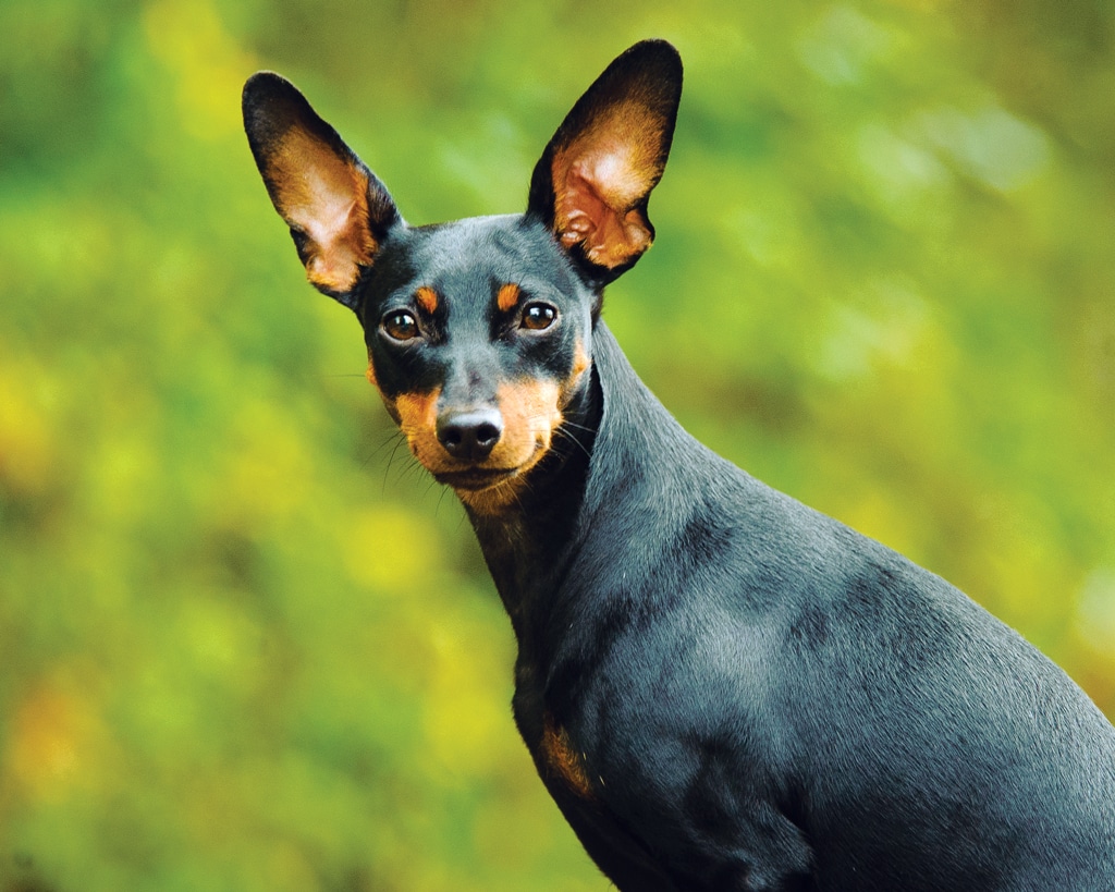 miniature pinscher